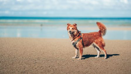 Come e quando portare il cane in spiaggia, le leggi in vigore da rispettare