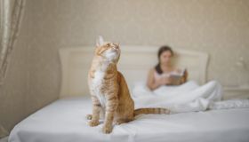 Come accudire il gatto in hotel: una vacanza pet-friendly