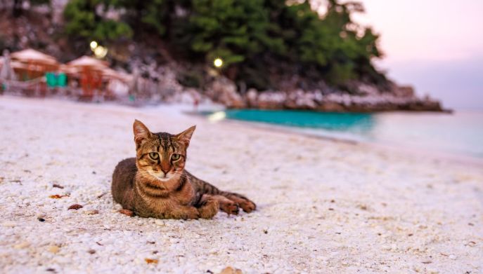Gatto disteso sulla sabbia: mare e relax