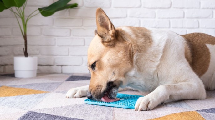 Cani e gatti sempre stressati? Il lick mat è il rimedio low cost che funziona davvero