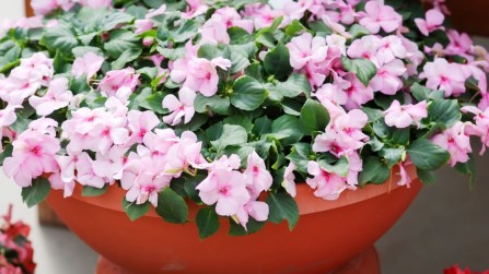Impatiens, dove posizionare e quanto dura la pianta di vetro